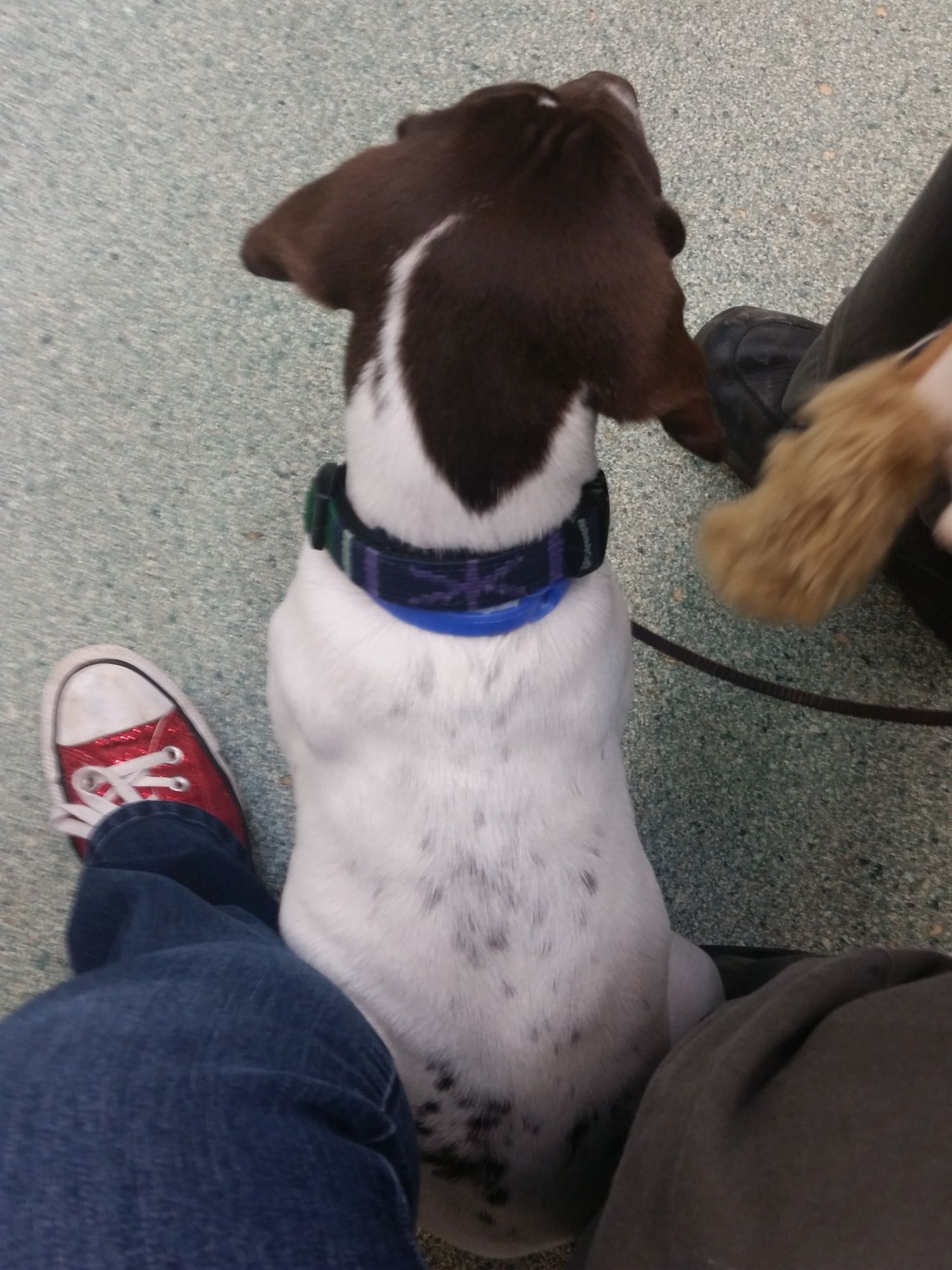 Puppy Socials are a hit!