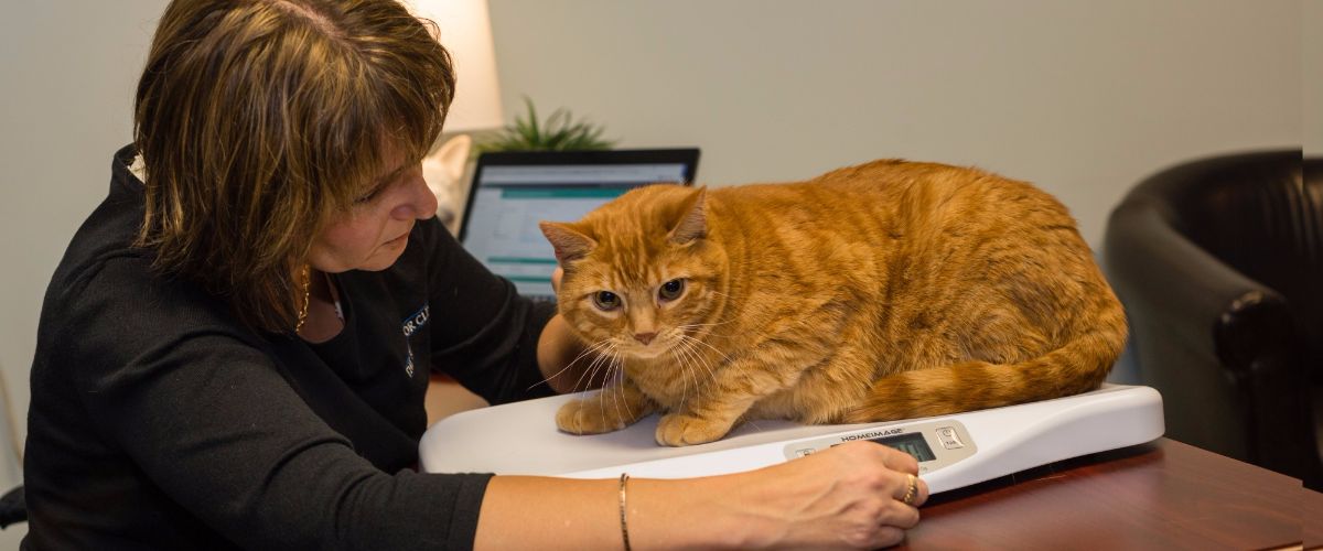 Compassionate care from experienced veterinarians and veterinary behavior technicians